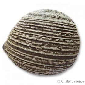 Pyrite sur Marne noire, grande