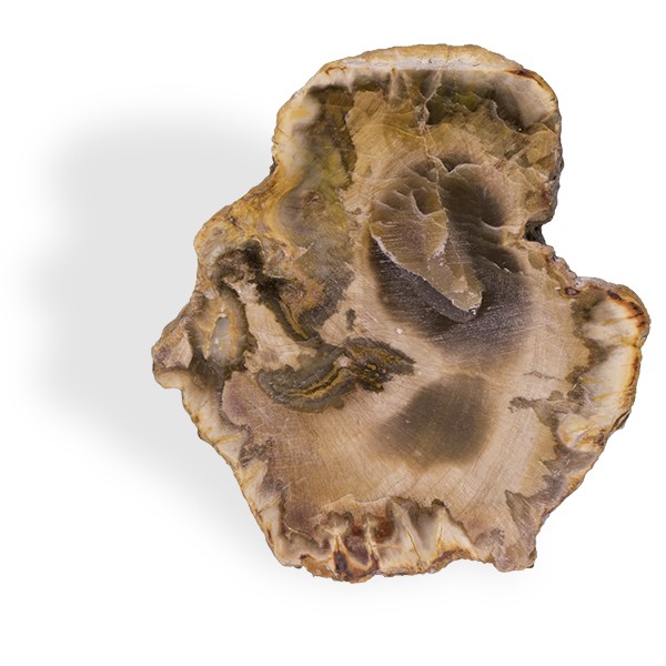Bois fossile, plaque