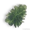 magnifiquement découpée, la Moldavite de Besednice est très rare.