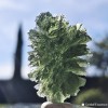 Rarissime : Pierre d'ouverture du cœur, magnifiquement découpée, la Moldavite de Besednice est très rare et recherchée
